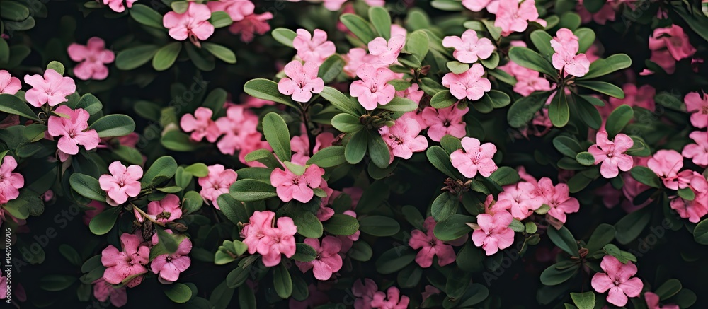 Aufkleber Lush green leaves complement delicate pink blooms in a focused view of a vibrant bush. with copy space image. Place for adding text or design