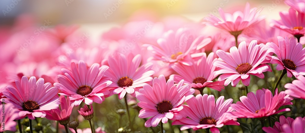 Leinwandbilder pink blossoms of various flowers are seen thriving in a wide field of greenery under a clear sky. wi