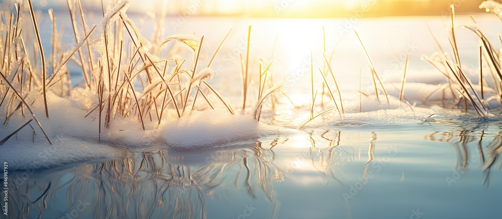 Poster Giraffes standing in the water surrounded by snow-covered ground, with grass in the foreground. with copy space image. Place for adding text or design