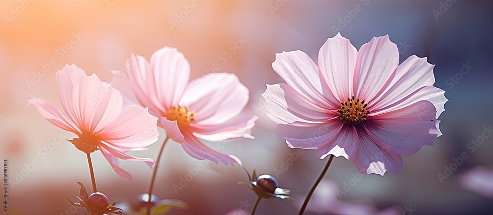 Fototapete vivid pink flowers blossom prominently in a field, depicted in a close-up shot capturing their beaut