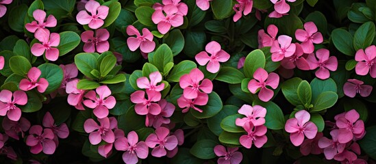 Clusters of small pink flowers surrounded by abundant green leaves create a beautiful scene in a garden. with copy space image. Place for adding text or design