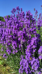 Lavender bush. 
