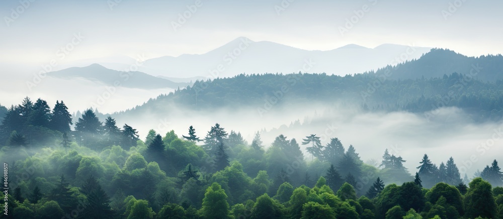 Poster Scenic view of a forest blanketed in mist with a far-off mountain in the backdrop, creating a serene atmosphere of natural beauty. with copy space image. Place for adding text or design