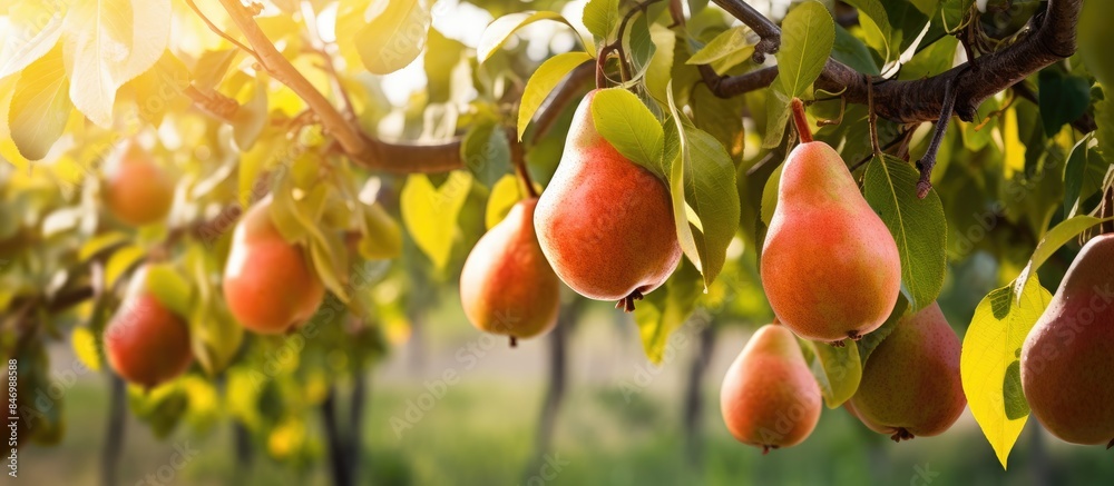 Aufkleber Clusters of ripe pears dangle from the branches of a pear tree in a lush orchard. with copy space image. Place for adding text or design