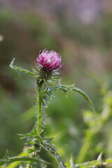 Thistle plant. 