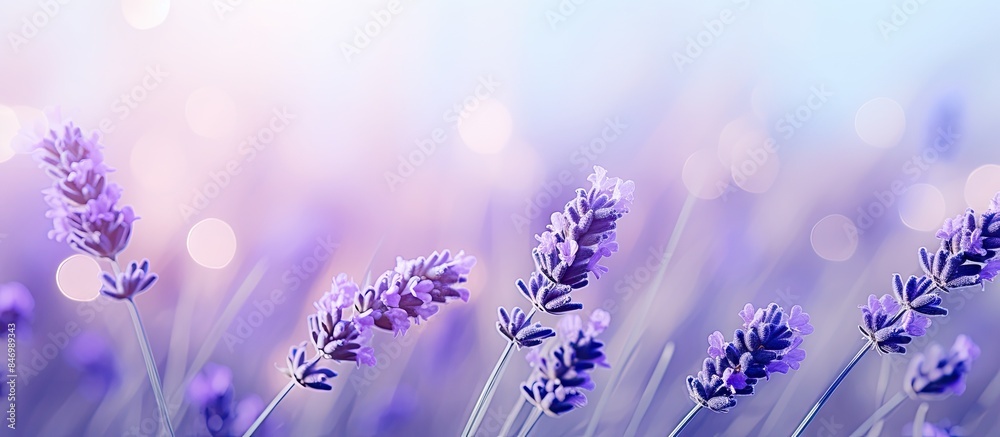 Fototapete beautiful lavender flowers in a field illuminated by a bright light in the background. with copy spa