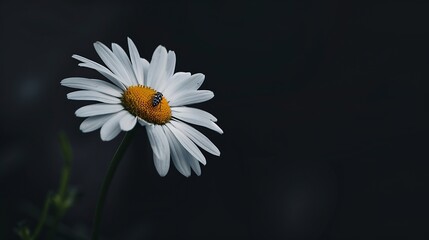 One insect on a daisy flower a closeup shot White daisy in bloom : Generative AI