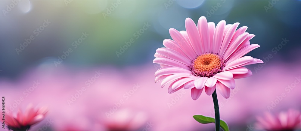 Fototapete pink floral bloom displaying a vibrant yellow center surrounded by a cluster of similar pink flowers