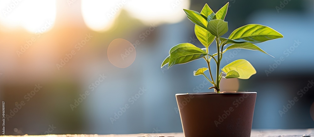 Leinwandbilder thriving plant emerging from small container on balcony, vibrant green leaves in close-up shot. with