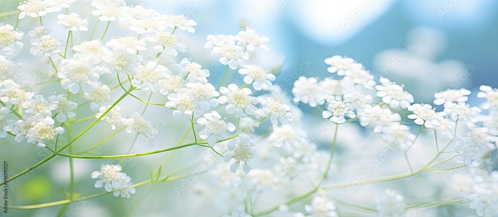 Aufkleber close-up of a delicate white flower with a soft, out-of-focus background, creating a serene and eleg