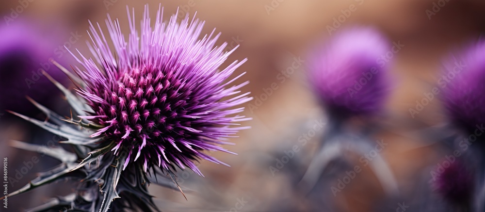 Poster Close-up shot showcasing the intricate details of a bull thistle flower within a soft-focus background. with copy space image. Place for adding text or design
