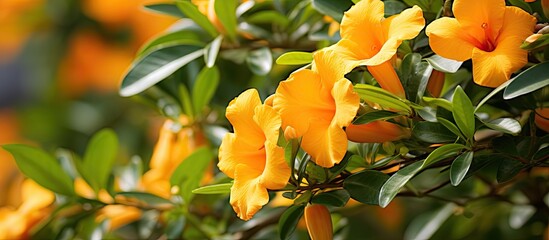 Sunlight highlights the beautiful yellow flowers in bloom on a tree, adding a vibrant touch to the garden. with copy space image. Place for adding text or design