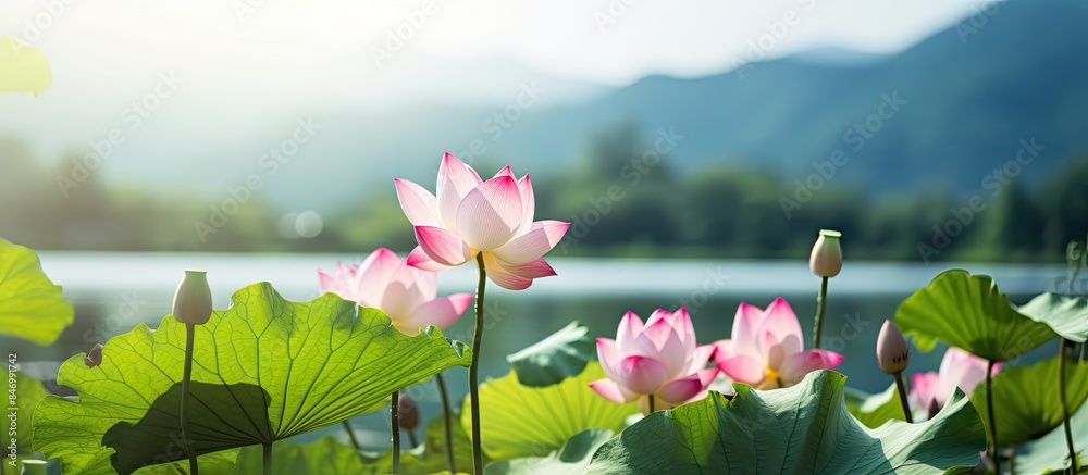 Poster beautiful lotus flowers blooming in a peaceful pond set against a majestic mountain scenery. with co