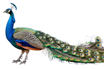 A majestic peacock with vibrant plumage and a long, ornate tail featuring eye-catching feather patterns. Perfect for nature and wildlife imagery.
