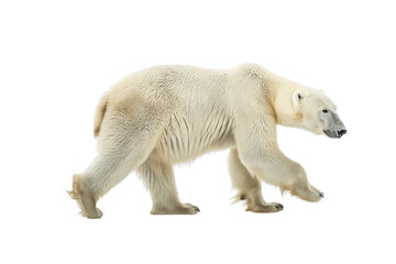 Fototapeta premium A majestic polar bear walking on transparent background. showcasing its powerful build and thick fur, perfect for wildlife and nature-themed projects.
