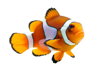 Bright orange clownfish with white stripes on a clean transparent background. showcasing vibrant colors and intricate details.