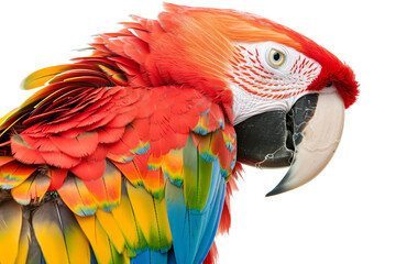 Bright close-up of a colorful parrot, showcasing vivid plumage detail and striking eye, isolated on a transparent background.
