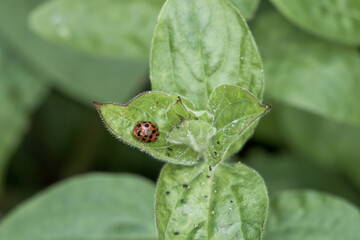 28 spotted potato ladybird hadda beetle on a green leaf