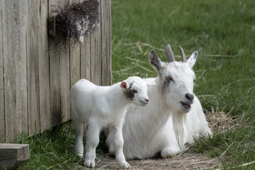 white goat with horns  with cute kid by shelter