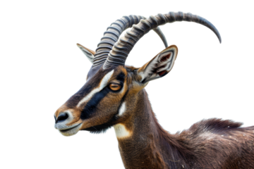 Close-up of a majestic antelope with impressive curved horns and distinctive facial markings, isolated on a transparent background.