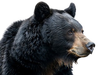 Close-up of a majestic black bear against a transparent background. Perfect for wildlife, nature, and animal-themed content.