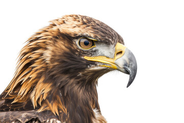 Obraz premium Close-up of a majestic eagle head with sharp eyes and detailed plumage against a transparent background. Perfect for wildlife and bird themed designs.