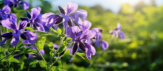 Lush purple flowers of the Tephrosia purpurea Wild Indigo plant thriving under the bright sun amidst green foliage. with copy space image. Place for adding text or design