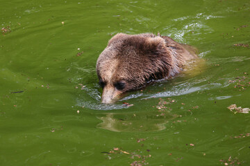 Bear taking bath