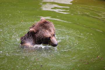 Bear taking bath