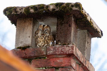 Waldkauz sitzt im Kamin einer Waldhütte