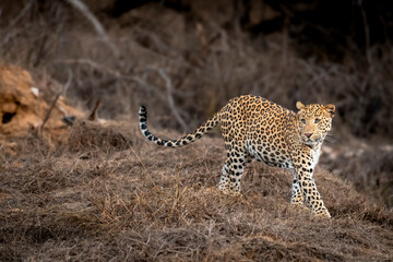 wild male leopard or panther or panthera pardus fine art tail up closeup or portrait side profile full length walking in dry summer season jhalana leopard reserve forest jaipur rajasthan india asia