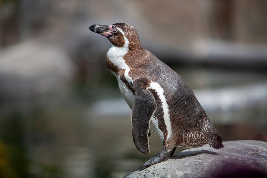 Humboldt penguins (Spheniscus Humboldt) in zoo, Barcelona, Catalonia, Spain