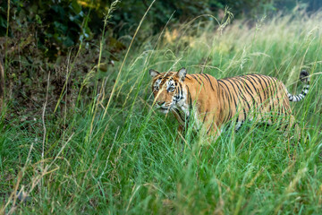 Indian wild female bengal tiger or tigress or panthera tigris camouflage in natural green grass in winter season safari at ranthambore national park forest reserve sawai madhopur rajasthan india asia