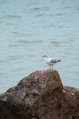 A seagull standing on a beach reef