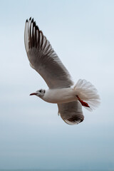 A flying seagull on the sea