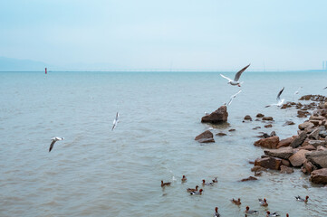 Seagulls flying along the coast