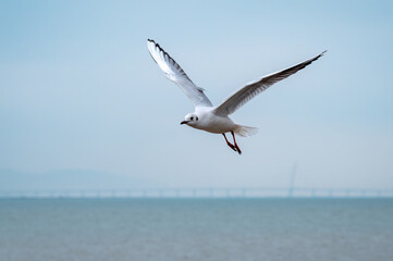 A flying seagull on the sea