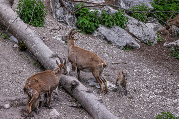 Goat, Österreichischer Zoo, Almsee