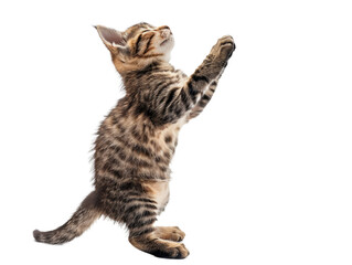 Fototapeta premium A tabby cat with striped fur standing on its hind legs and reaching up over on transparency background PNG, white background.