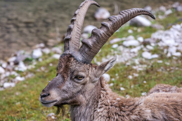 Goat, &Ouml;sterreichischer Zoo, Almsee
