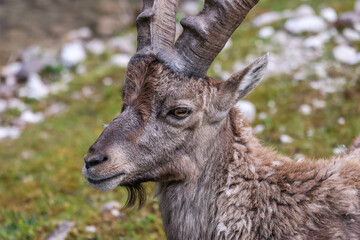 Goat, Österreichischer Zoo, Almsee