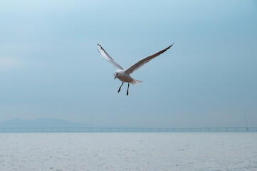 A flying seagull on the sea