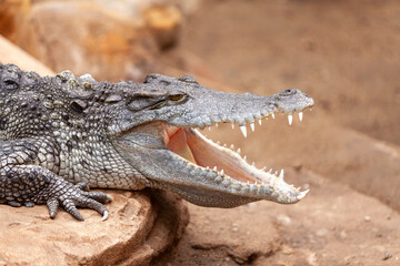 Crocodile Crocodylus moreletii in zoo, Barcelona, Catalonia, Spain