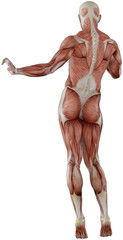 male muscle body exercise person with transparent background