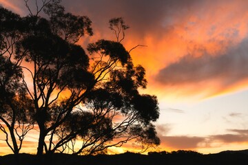 Silhouette of a tree against a vibrant sunset sky in Sunset Flinders Ranger National Park