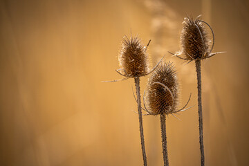 Samenstände der Wilden Karde (Dipsacus fullonum) im Gegenlicht, harmonische Gestaltung in gelb...