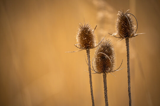 Samenst&auml;nde der Wilden Karde (Dipsacus fullonum) im Gegenlicht, harmonische Gestaltung in gelb braun