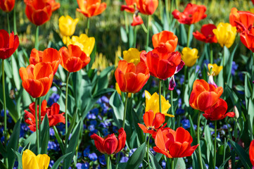 Tulips of many colors bloom in the park in the spring