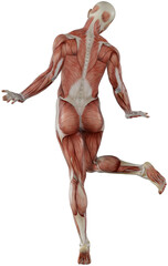 male muscle body exercise person with transparent background