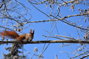 The red squirrel or Eurasian red squirrel  Sciurus vulgaris;  begging snow